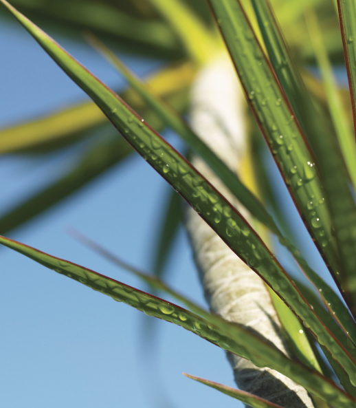 Close up of tree and leaves